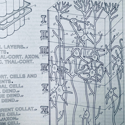 The Human Brain Coloring Book