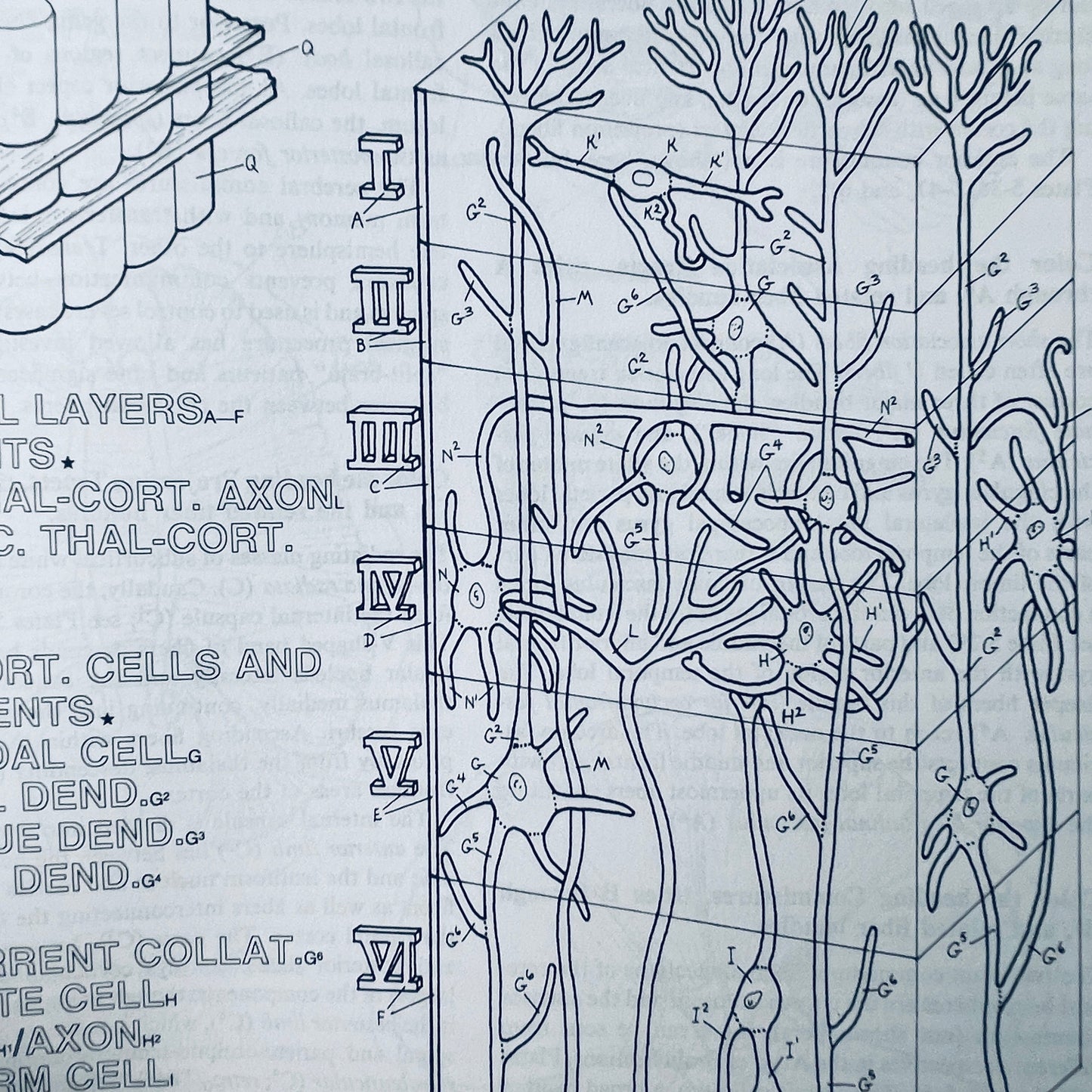 The Human Brain Coloring Book