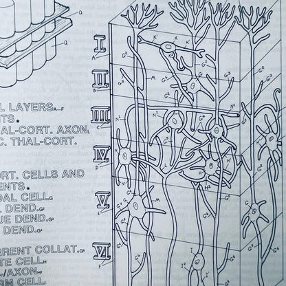 The Human Brain Coloring Book