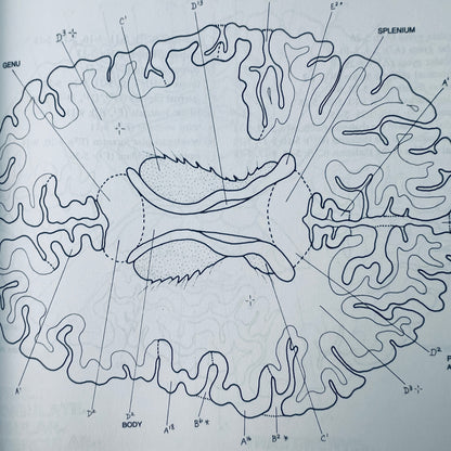 The Human Brain Coloring Book