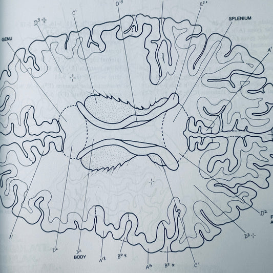 The Human Brain Coloring Book