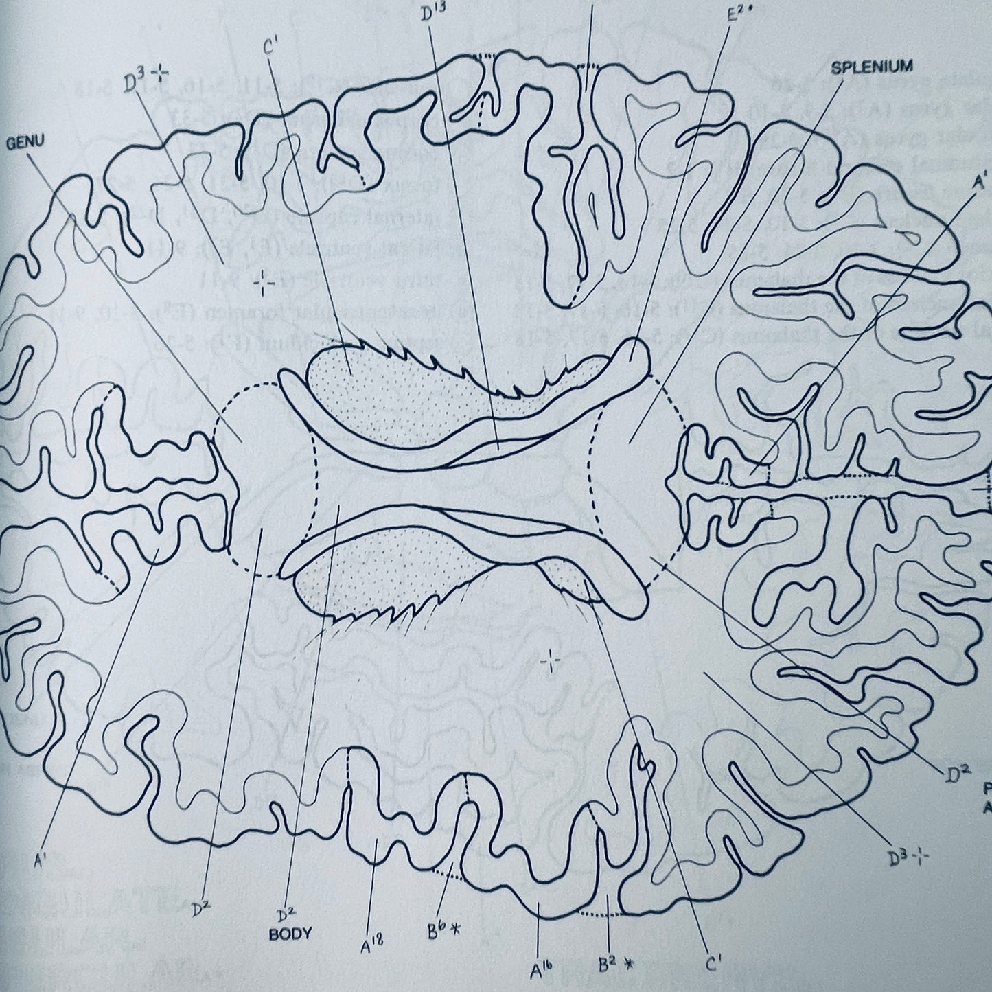 The Human Brain Coloring Book