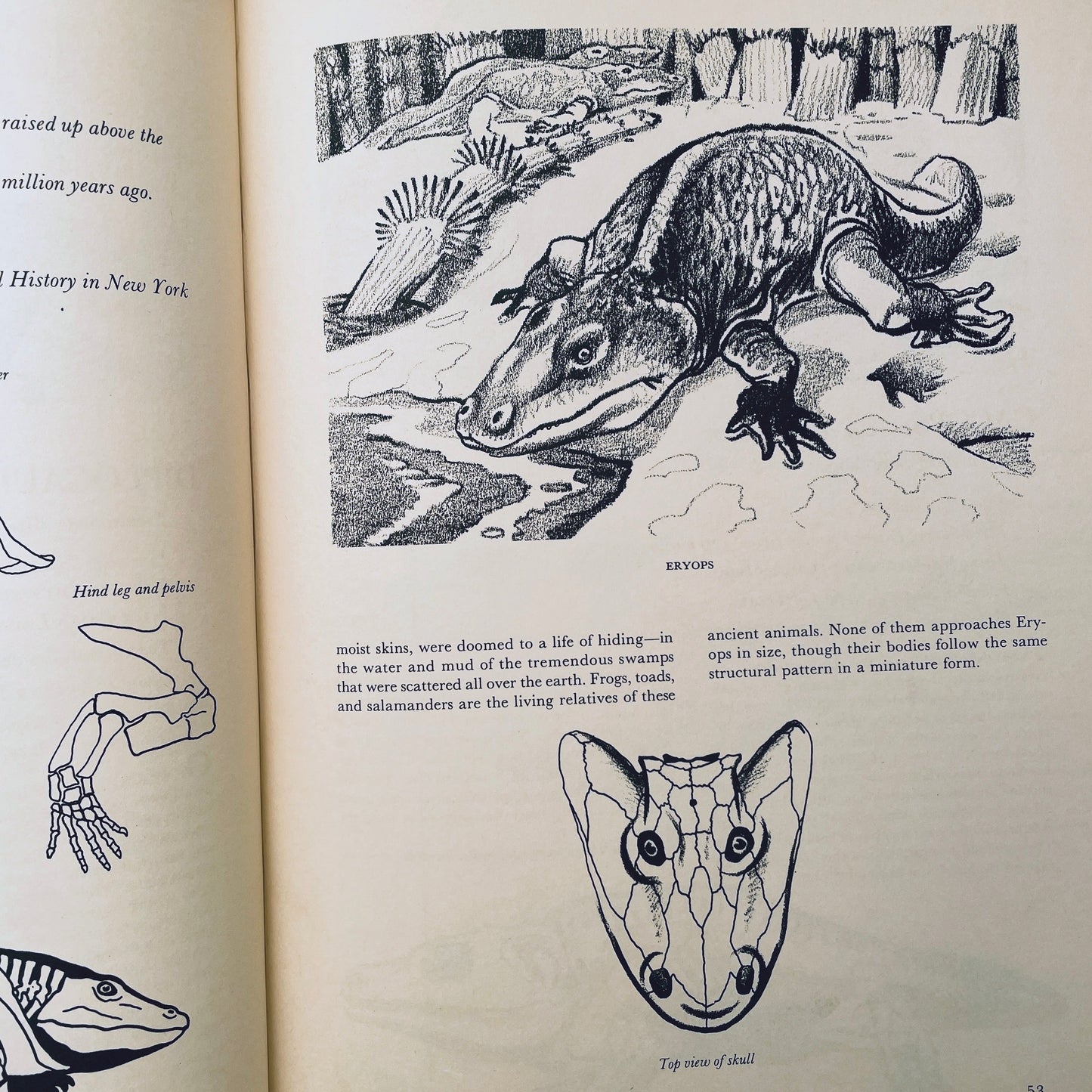 Prehistoric Animals