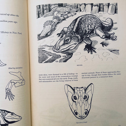 Prehistoric Animals