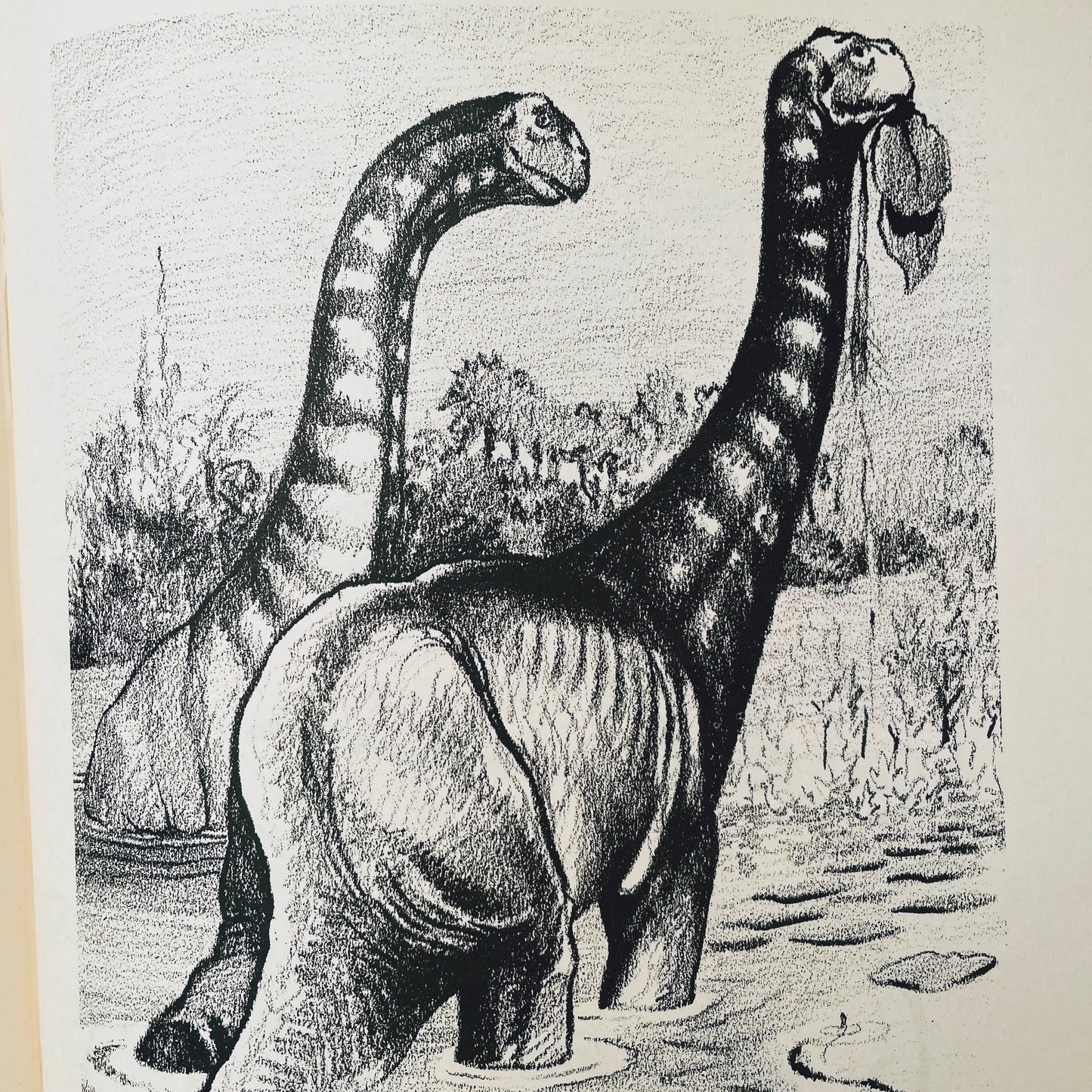 Prehistoric Animals