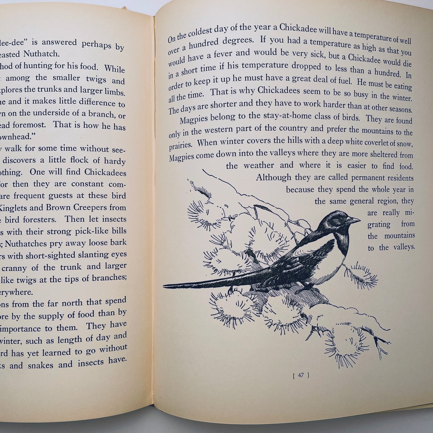 Traveling With the Birds