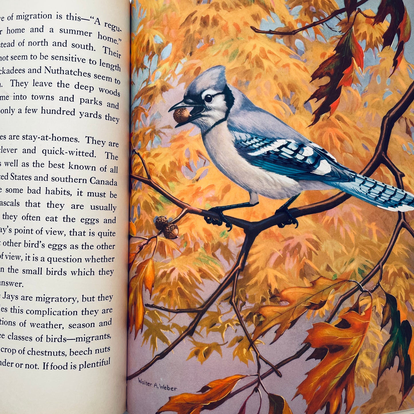 Traveling With the Birds