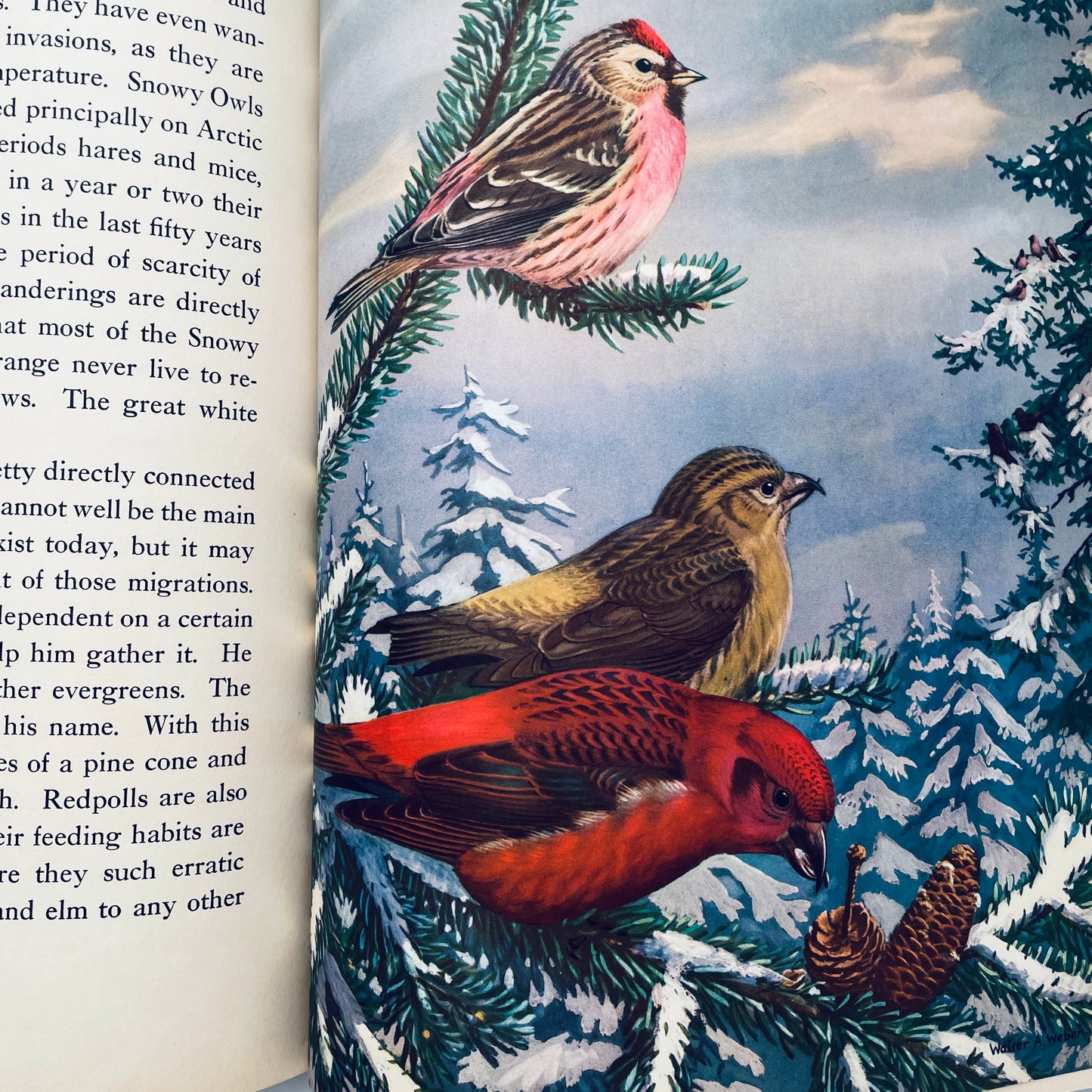 Traveling With the Birds