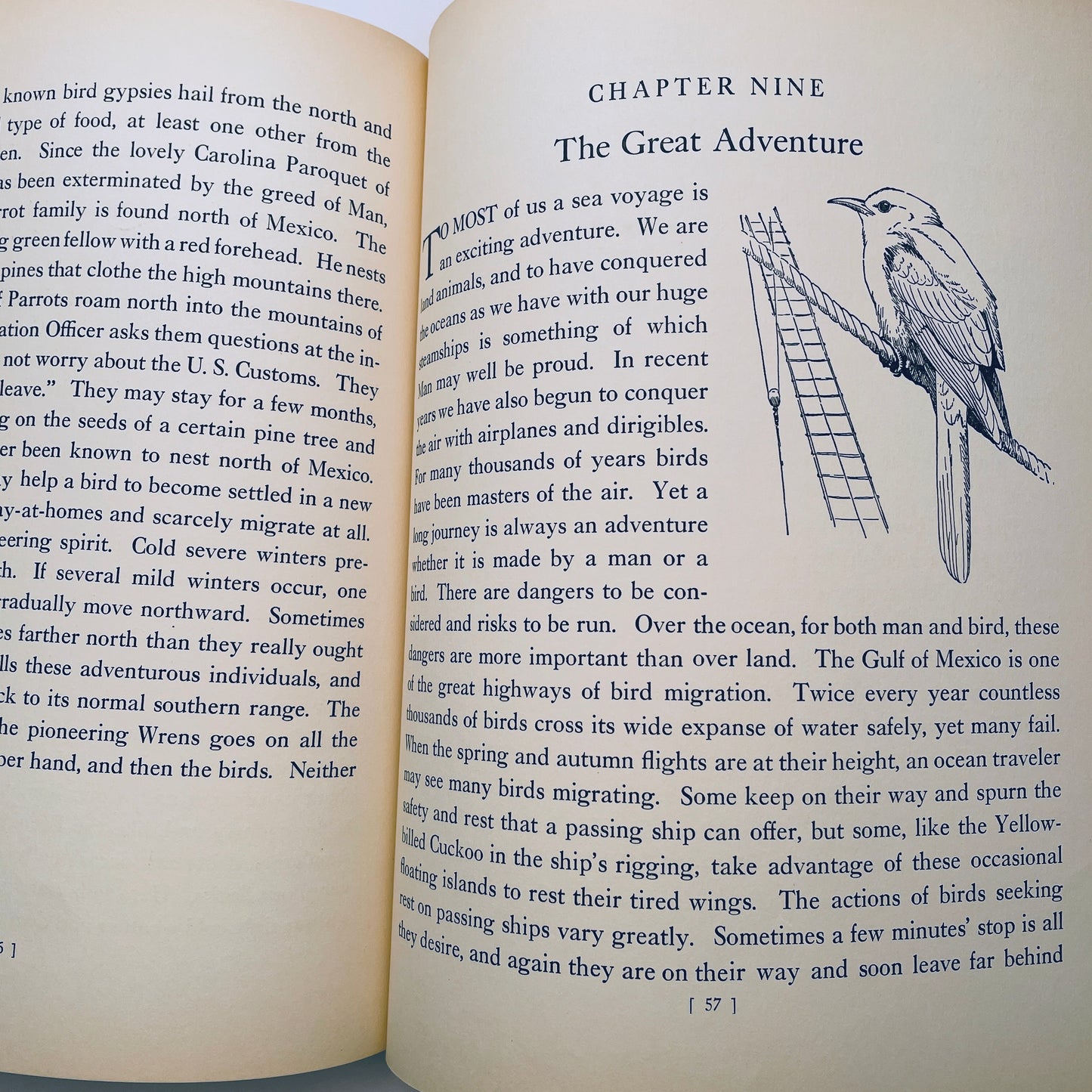 Traveling With the Birds