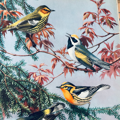 Traveling With the Birds