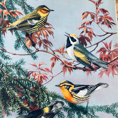 Traveling With the Birds