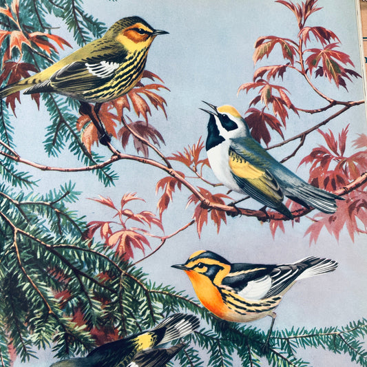 Traveling With the Birds