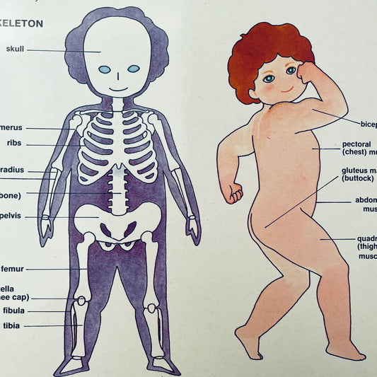 Look Inside Your Body (Poke & Look Learning Book™)