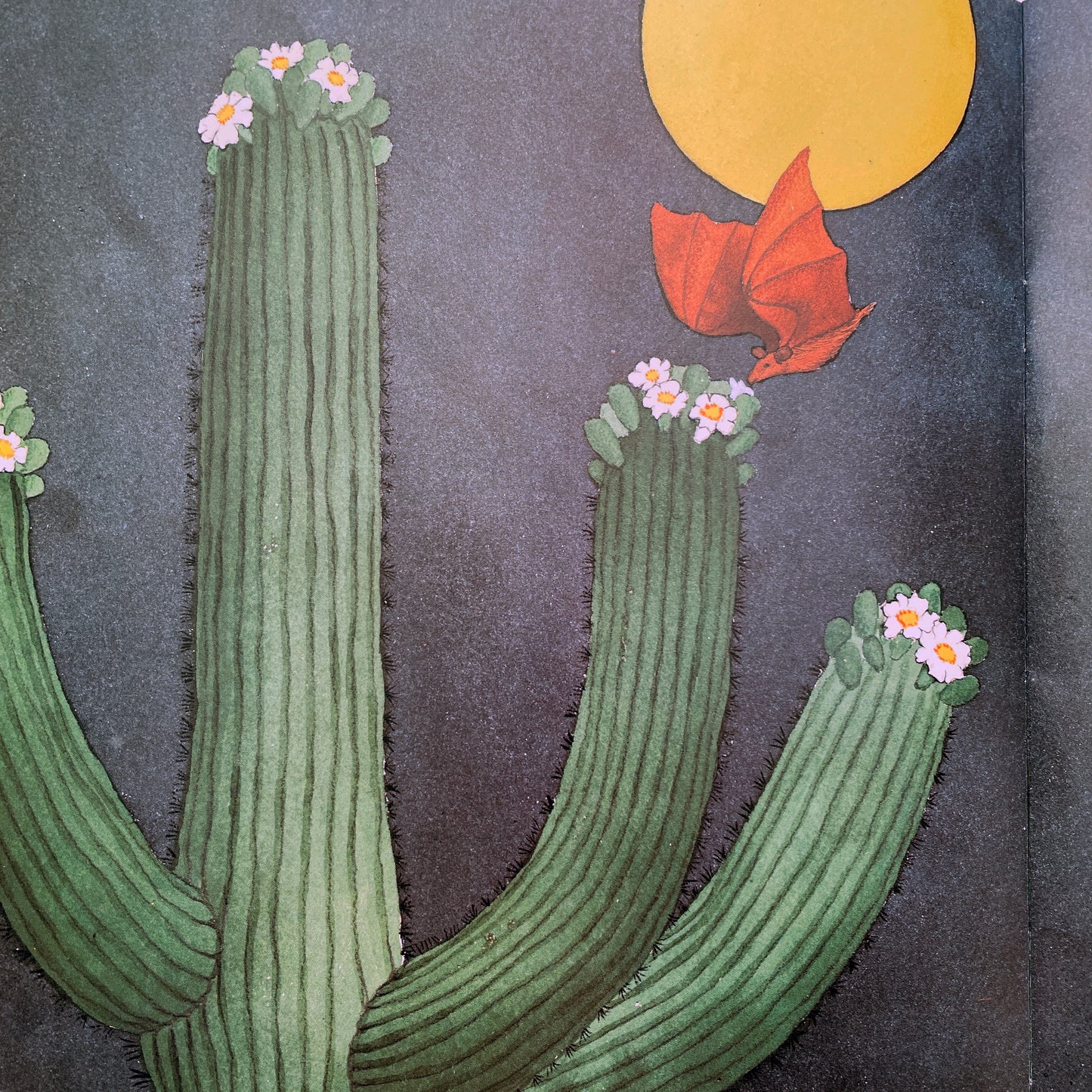 Desert Giant: The World of the Saguaro Cactus