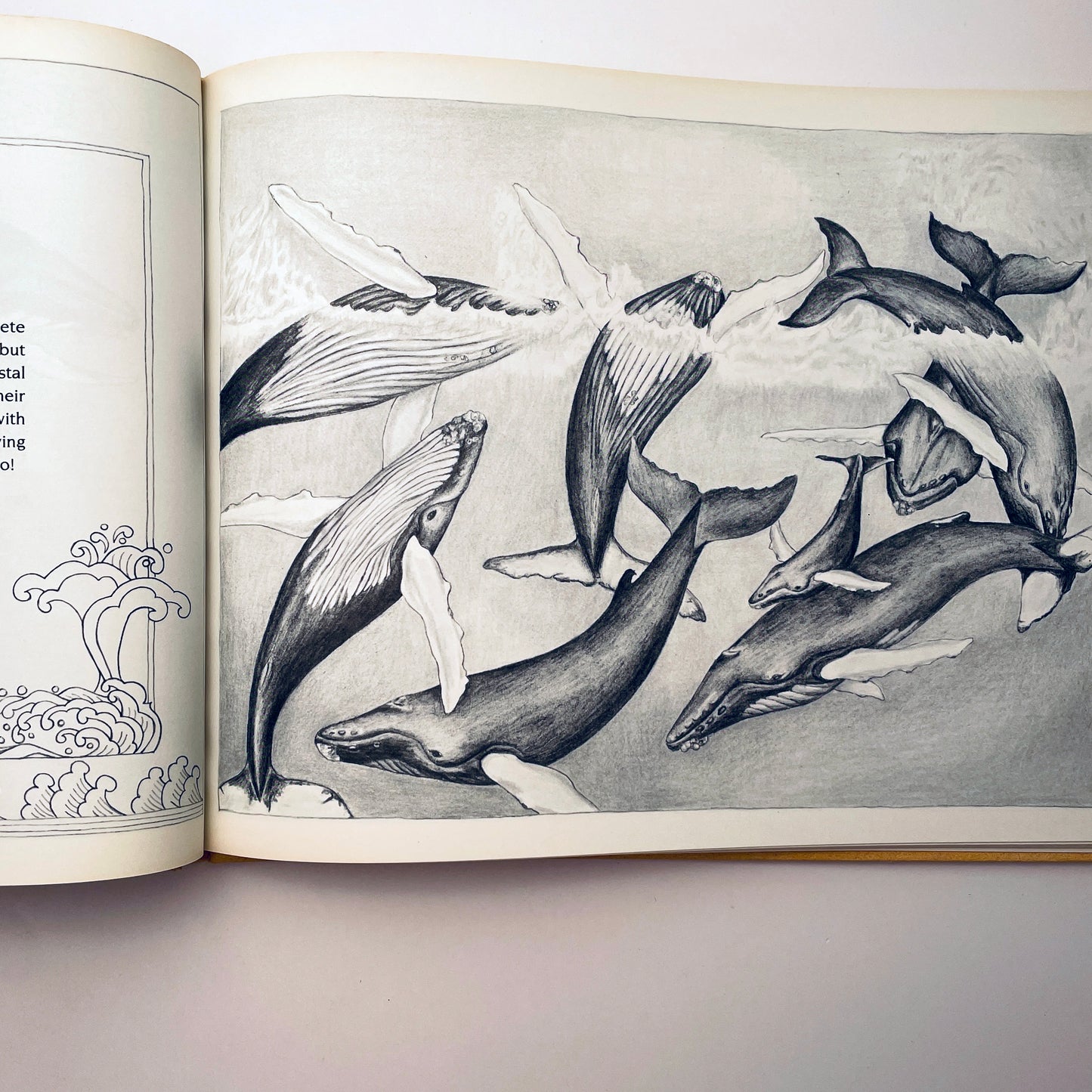 Crystal: The Story of a Real Baby Whale