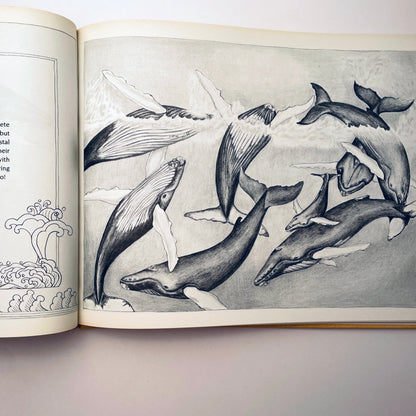 Crystal: The Story of a Real Baby Whale