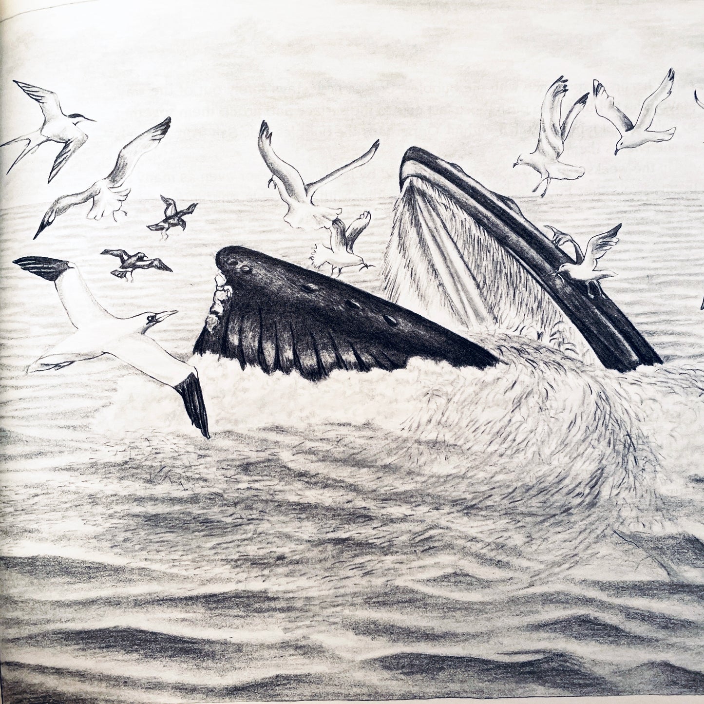 Crystal: The Story of a Real Baby Whale