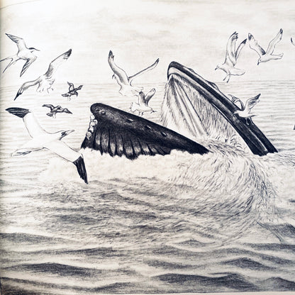 Crystal: The Story of a Real Baby Whale