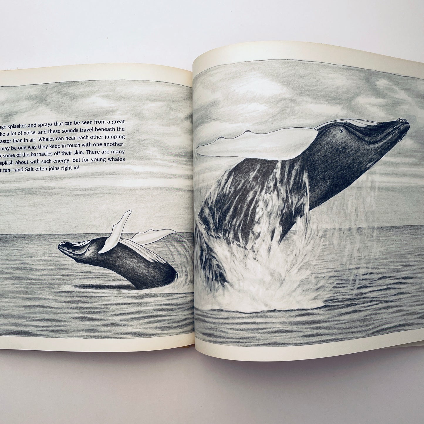 Crystal: The Story of a Real Baby Whale