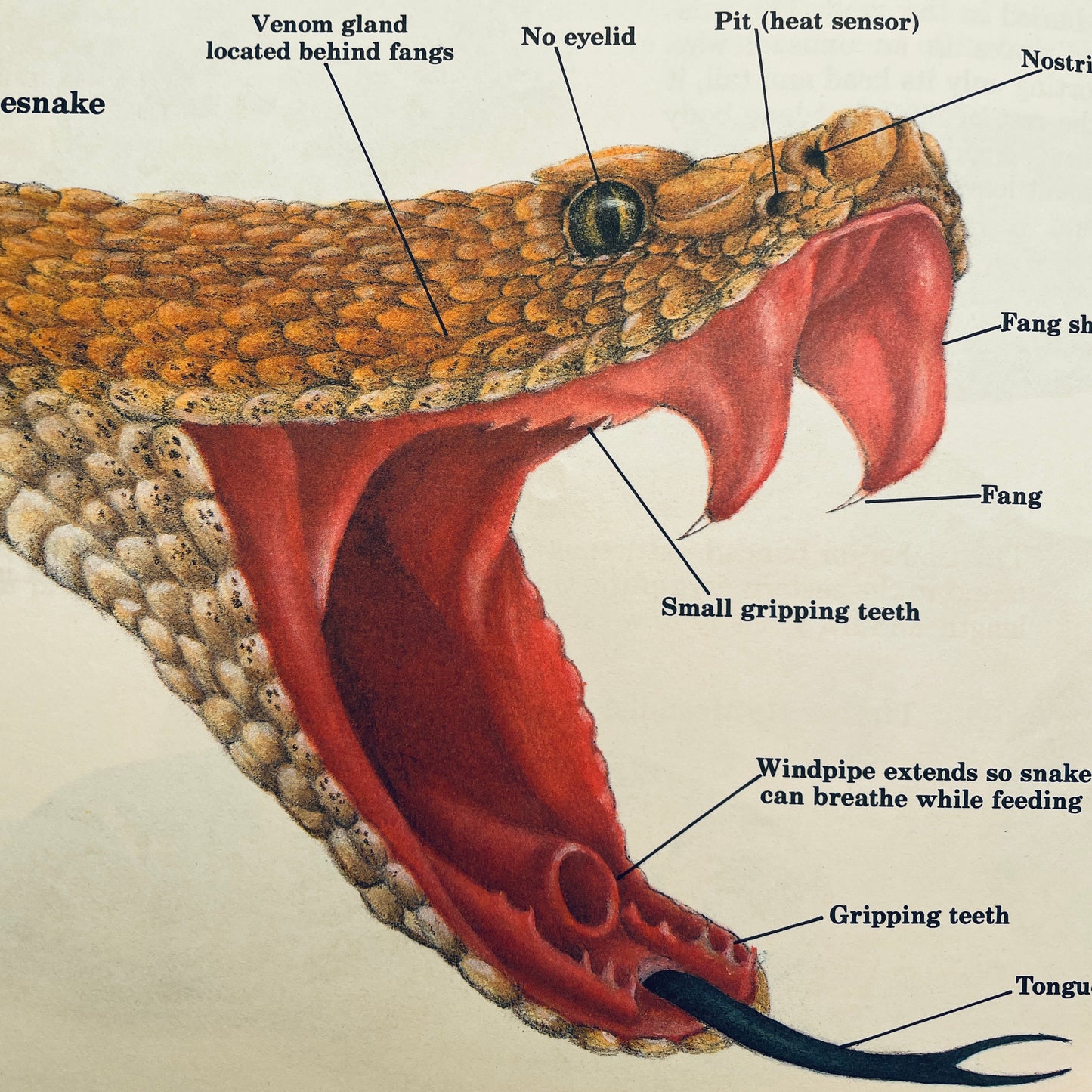Instant Guide to Snakes & Other Reptiles (Dial-An-Animal)