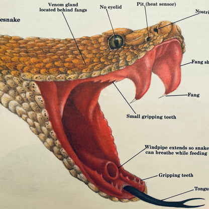 Instant Guide to Snakes & Other Reptiles (Dial-An-Animal)