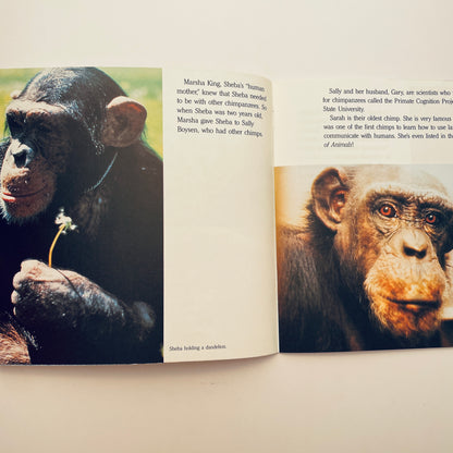 Sheba the Chimp and Skylar