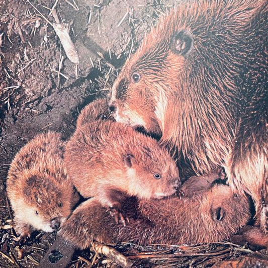 The Beaver's Way (Ranger Rick's Best Friends)