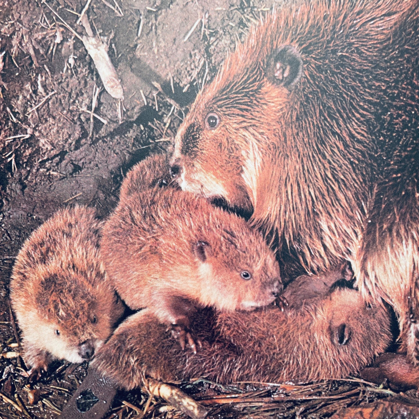 The Beaver's Way (Ranger Rick's Best Friends)