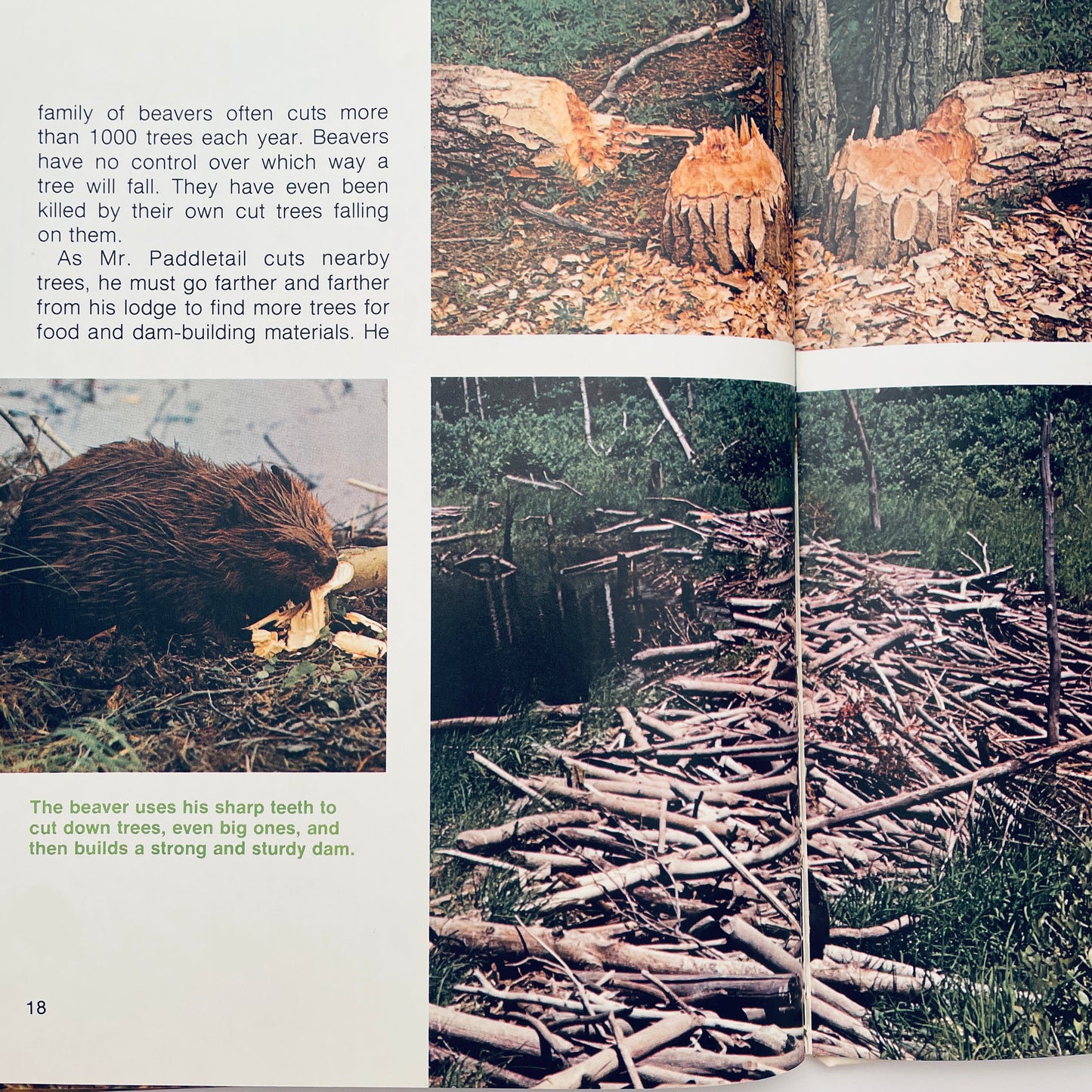 The Beaver's Way (Ranger Rick's Best Friends)