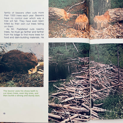 The Beaver's Way (Ranger Rick's Best Friends)