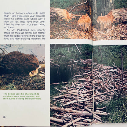 The Beaver's Way (Ranger Rick's Best Friends)