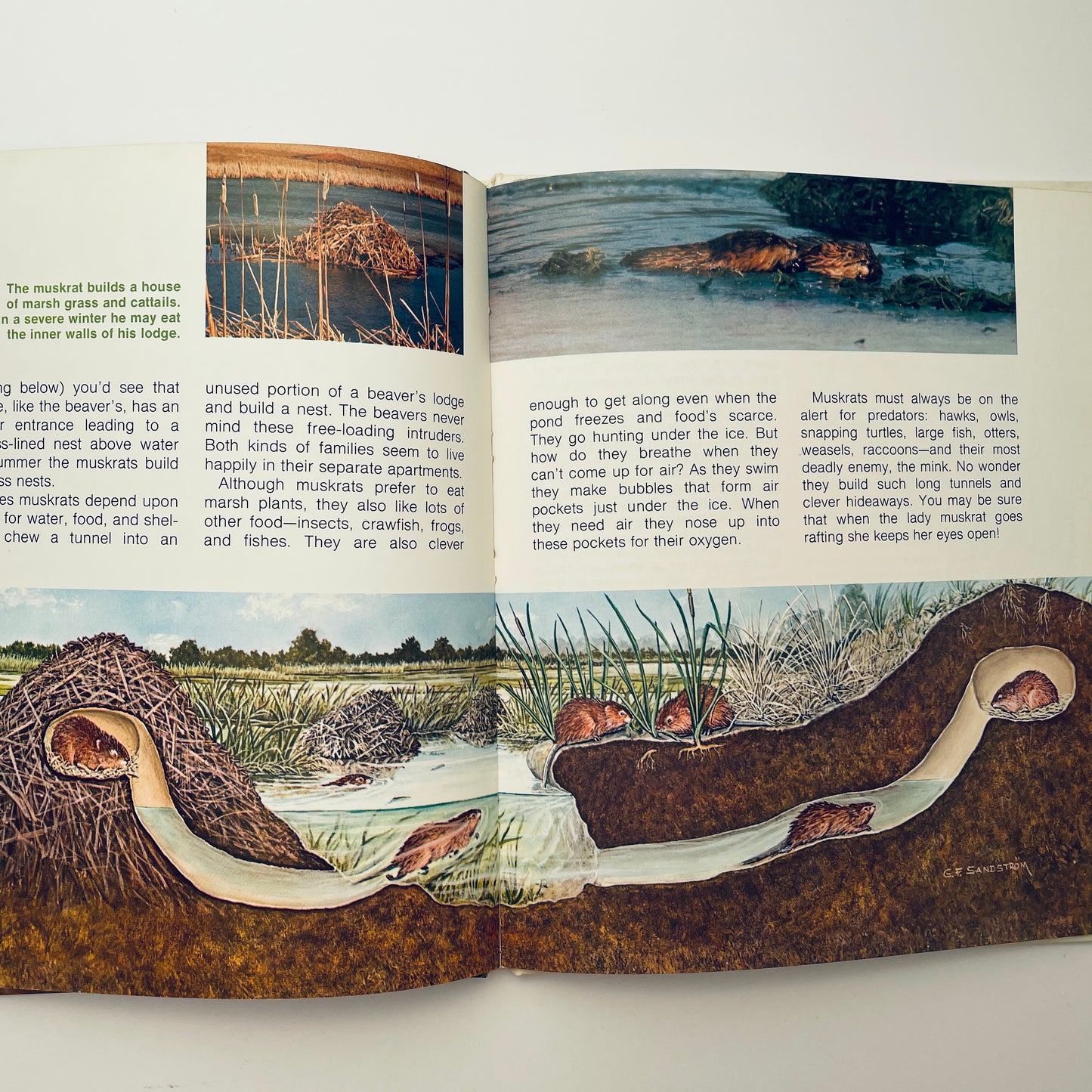 The Beaver's Way (Ranger Rick's Best Friends)