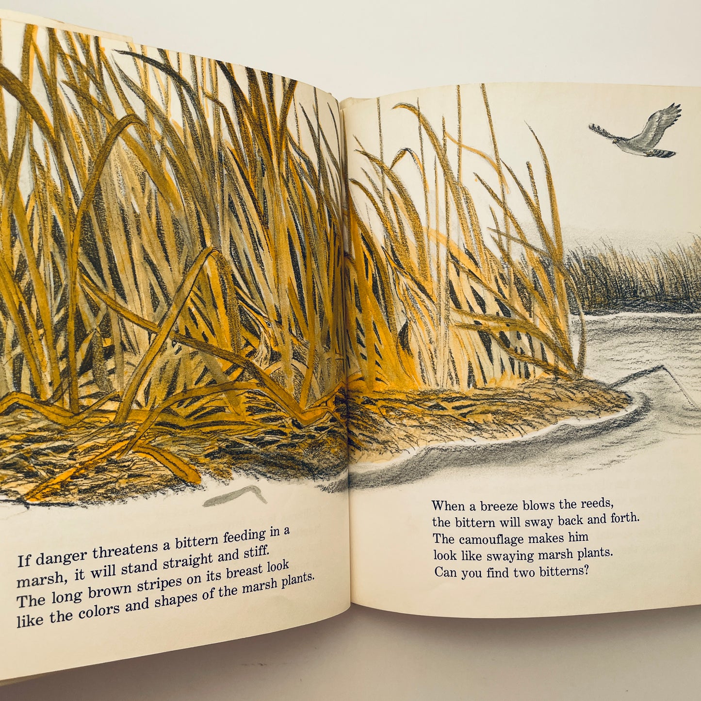 Can You Find the Animal?