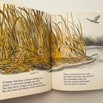 Can You Find the Animal?