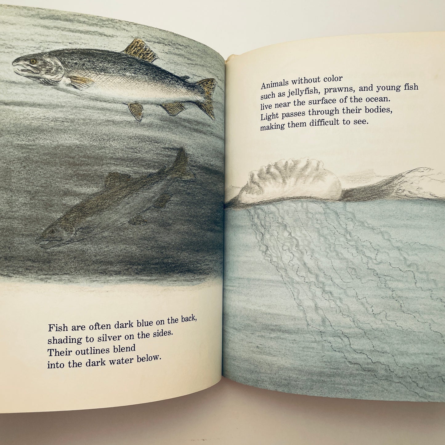 Can You Find the Animal?