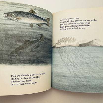 Can You Find the Animal?