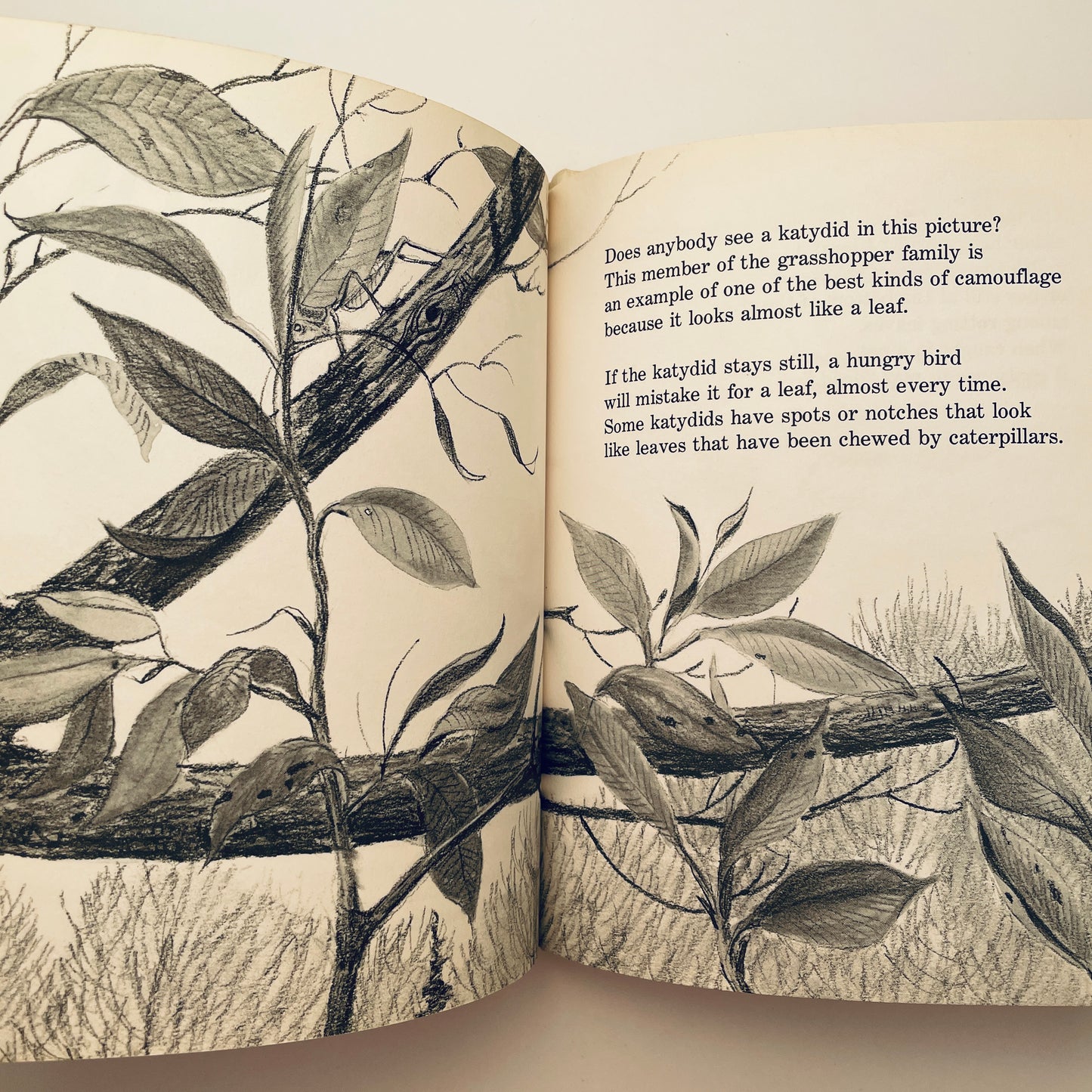 Can You Find the Animal?