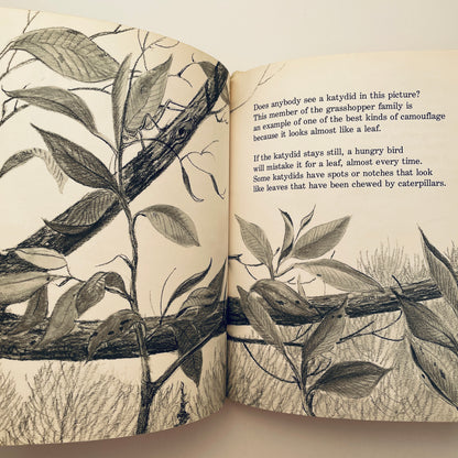 Can You Find the Animal?