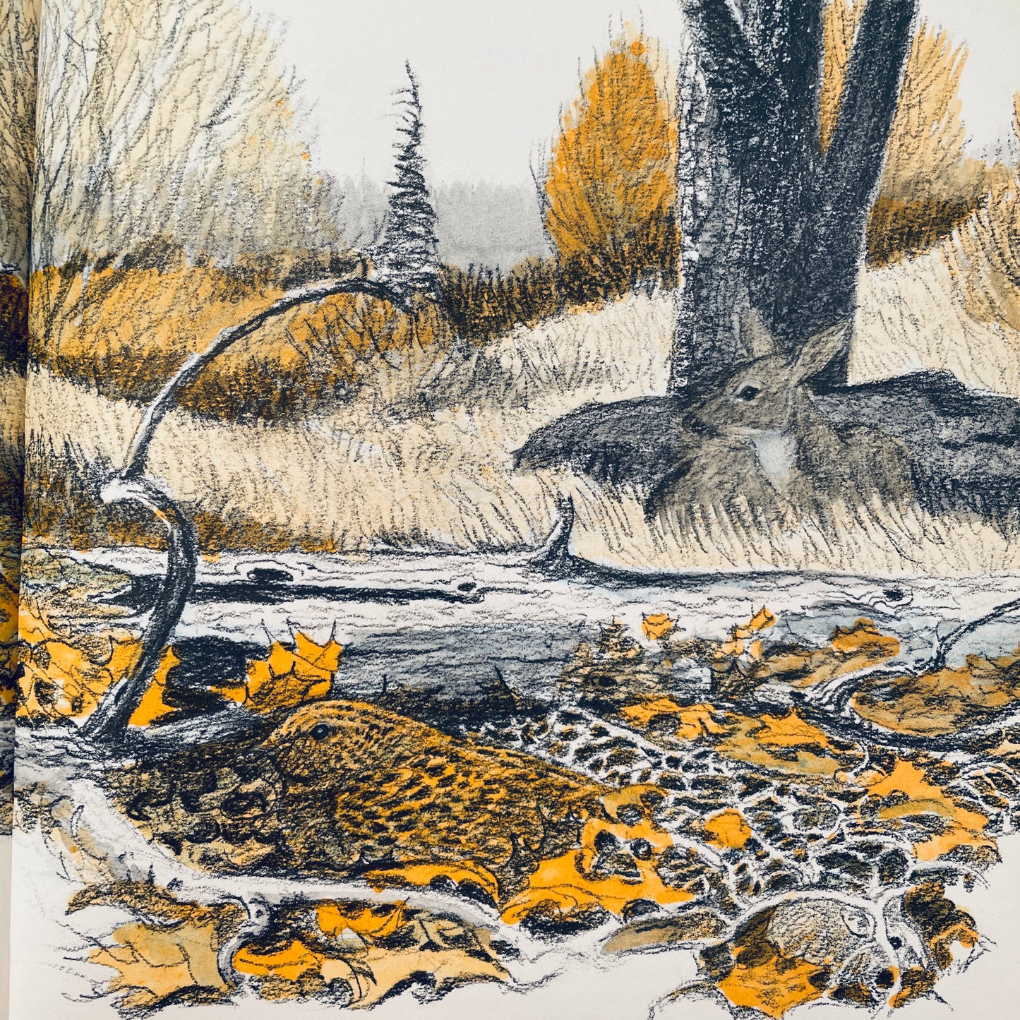 Can You Find the Animal?