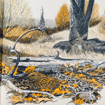 Can You Find the Animal?