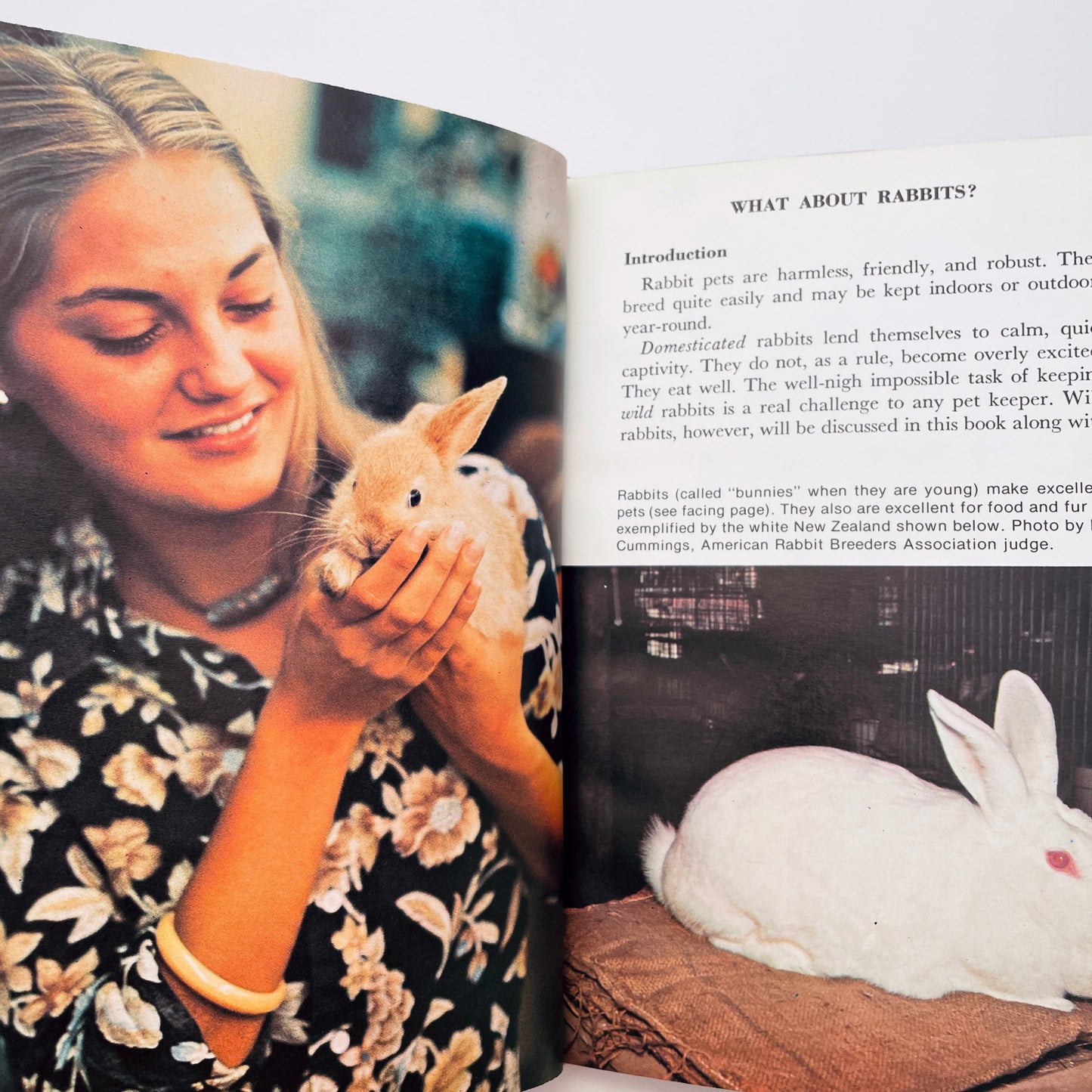 All About Rabbits