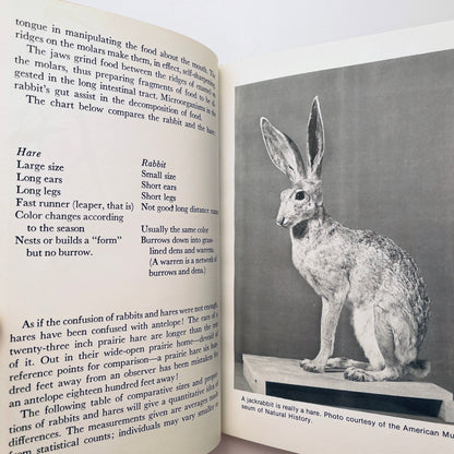 All About Rabbits