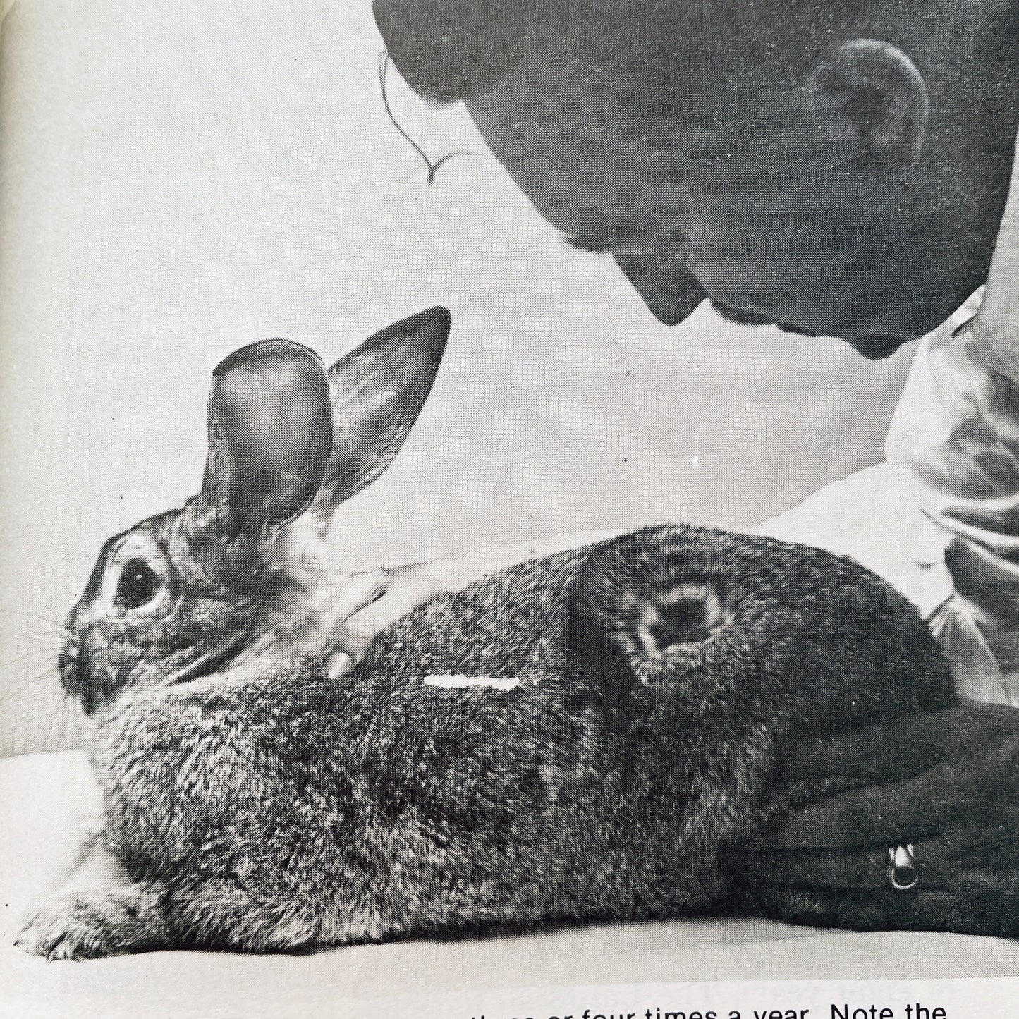 All About Rabbits