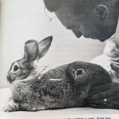 All About Rabbits