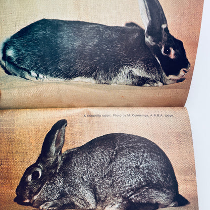 All About Rabbits
