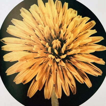 The Amazing Dandelion