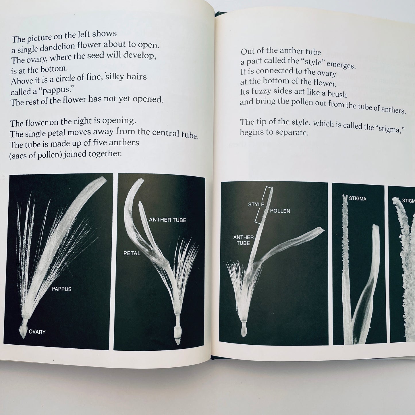 The Amazing Dandelion