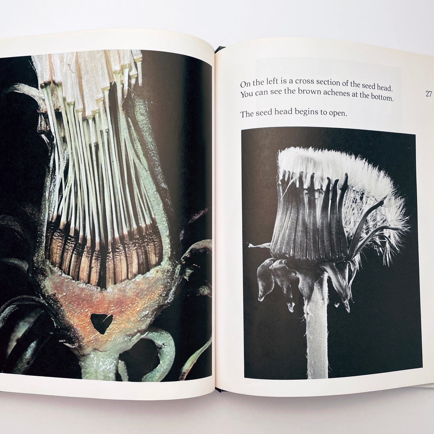 The Amazing Dandelion