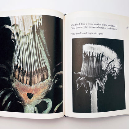 The Amazing Dandelion