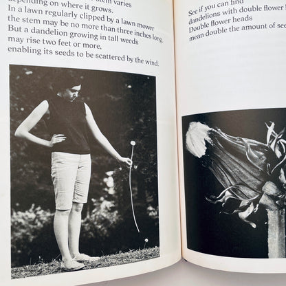 The Amazing Dandelion